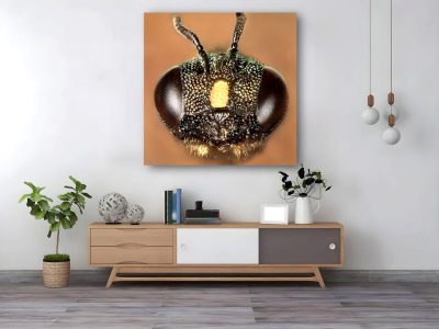 Cerantina Bee